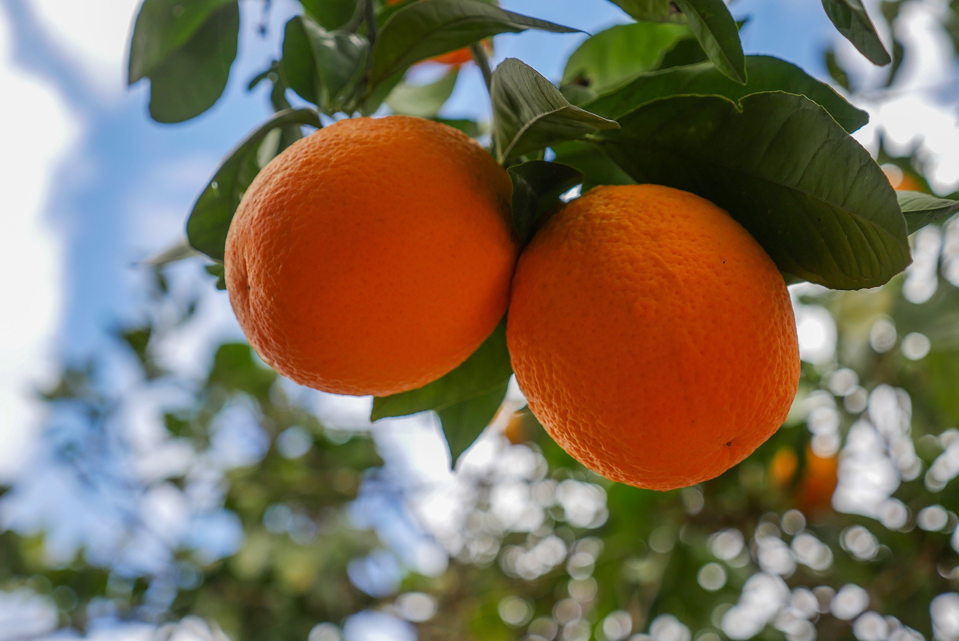 Arance Azienda Agricola Vincenzo Caccamo